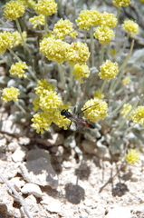 Eriogonum desertorum