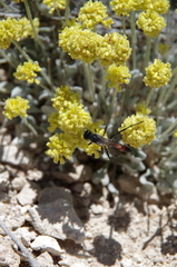 Eriogonum desertorum