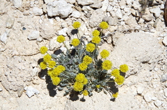 Eriogonum desertorum