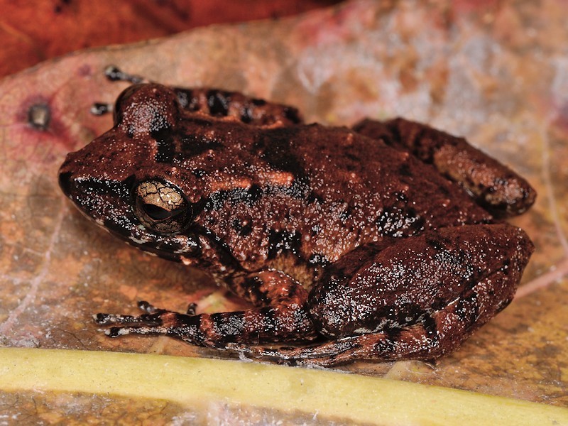 Thomasset's Frog