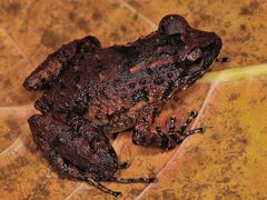Thomasset's Frog photo 2