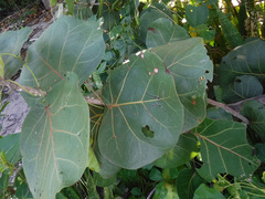 Coccoloba uvifera