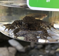 Glandirana rugosa