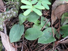 Mesadenus lucayanus