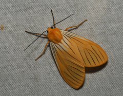 Pseudischnocampa nervosa