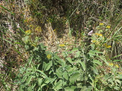 Salvia fruticosa
