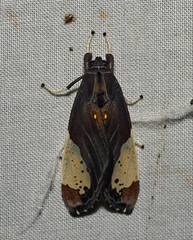 Bertholdia