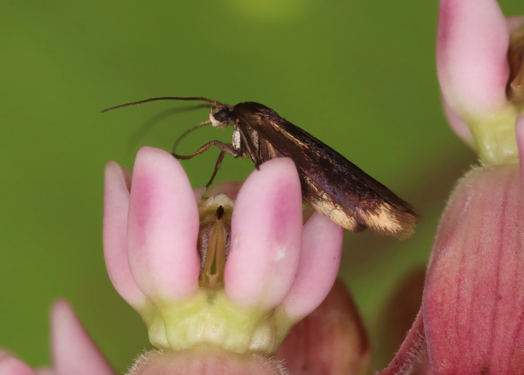 Scythris basilaris