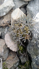 Lignocarpa carnosula
