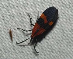 Correbidia