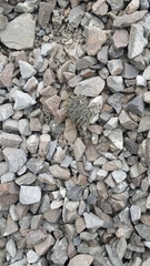 Lignocarpa carnosula