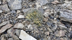 Lignocarpa carnosula