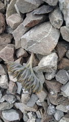 Lignocarpa carnosula