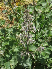 Petromarula pinnata