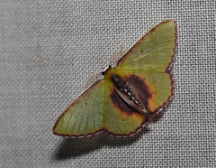 Synchlora astraeoides