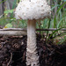 Amanita muscaria alba - Photo (c) jan_thornhill，保留部份權利CC BY-NC