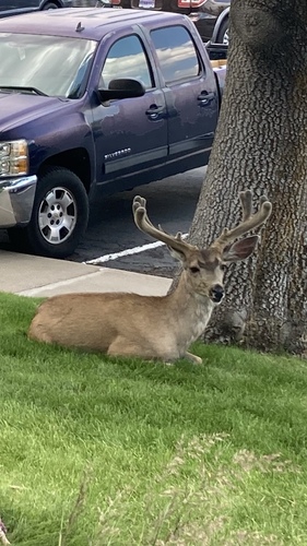 Mule Deer photographed in Nevada
