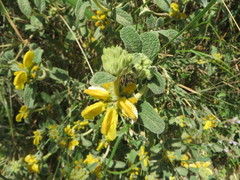 Phlomis lanata