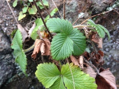 Fragaria vesca