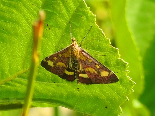 Common Crimson-and-gold Moth, Bruinisse, Netherlands, photo 7 of 10