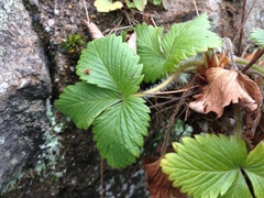 Fragaria vesca