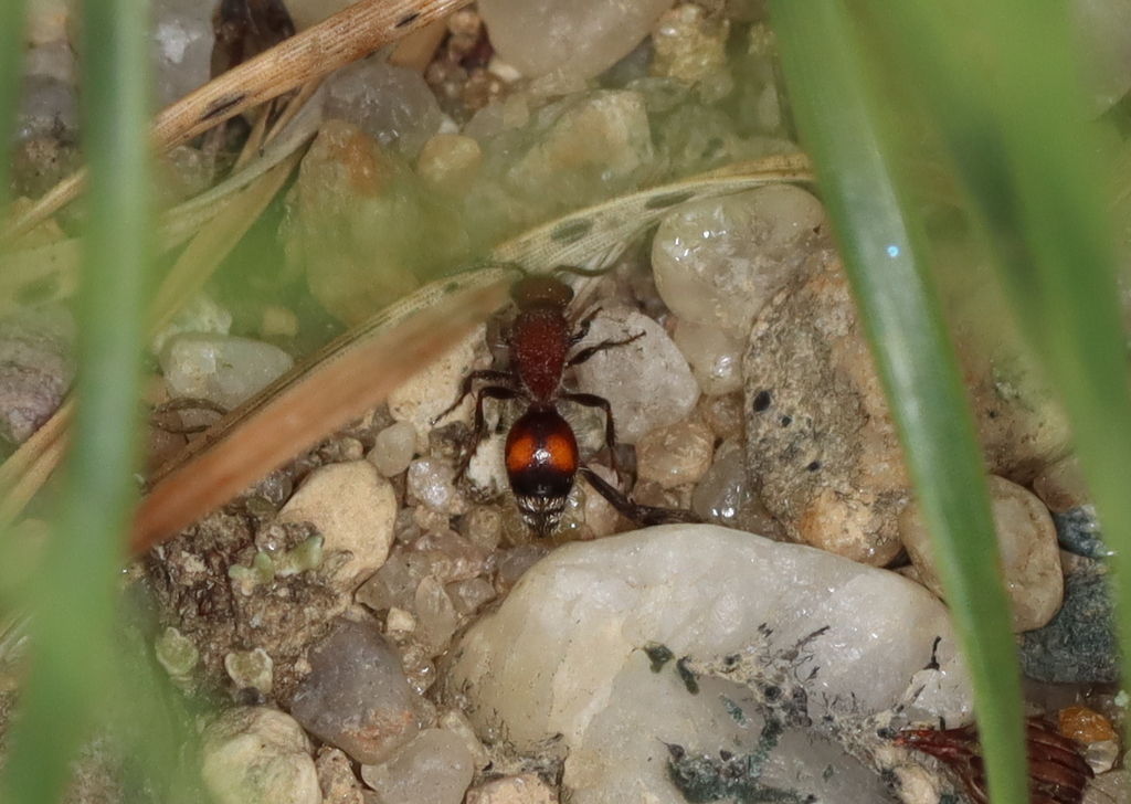 Dasymutilla canella