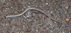 Batrachoseps gavilanensis