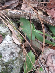 Mesadenus lucayanus