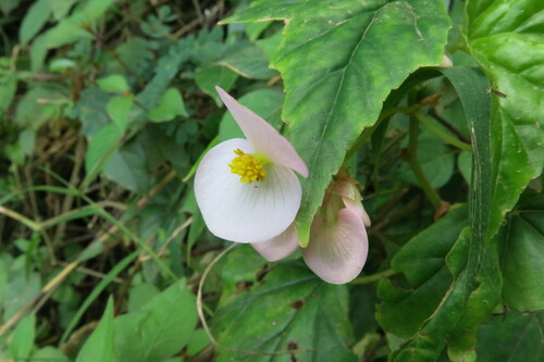Image of Begonia dregei by no rights reserved