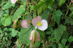Begonia dregei, photograph author not stated, no rights reserved