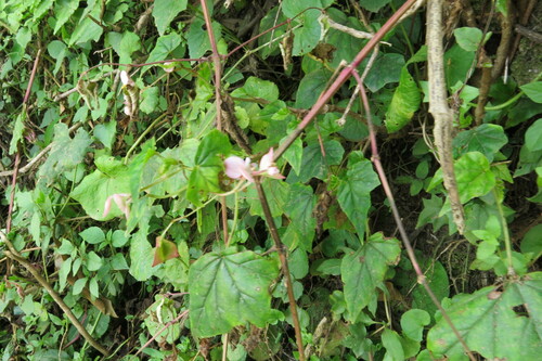 Begonia dregei, photograph 1