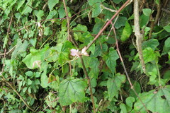 Begonia dregei, photograph author not stated, no rights reserved