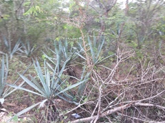 Agave fourcroydes