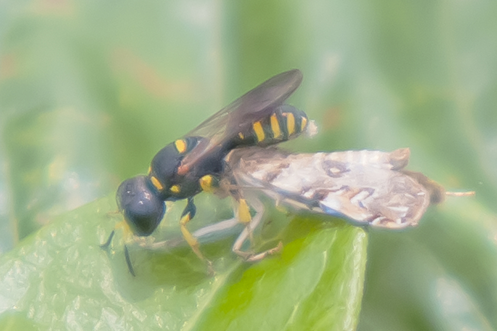 Lestica From Kenilworth Park And Aquatic Gardens, Washington DC, USA On ...