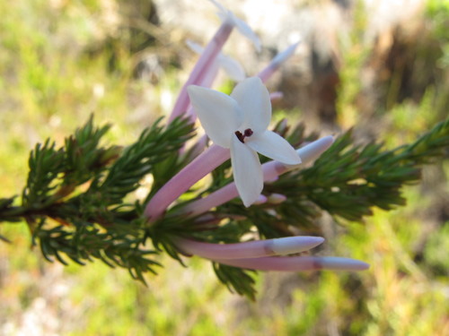 Image of Erica infundibuliformis by (c) Michael D. Pirie, some rights reserved (CC BY)