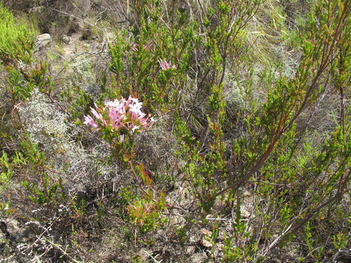 Image of Erica infundibuliformis by (c) Michael D. Pirie, some rights reserved (CC BY)
