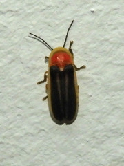 Heterophotinus