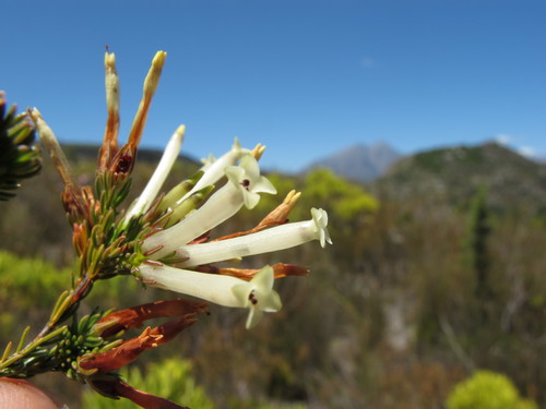 Image of Erica cylindrica by (c) Michael D. Pirie, some rights reserved (CC BY)