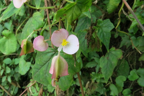 Begonia dregei, photograph 3