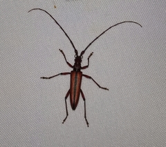Disteniidae