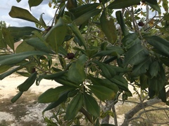 Diospyros tetrasperma