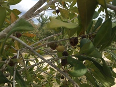 Diospyros tetrasperma