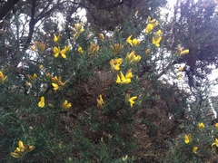 Ulex europaeus