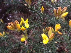 Ulex europaeus
