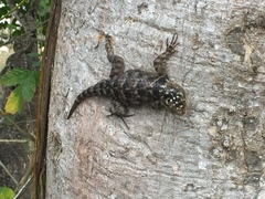Sceloporus serrifer