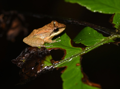 Pristimantis w-nigrum
