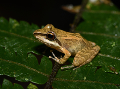 Pristimantis w-nigrum