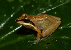 Pristimantis w-nigrum