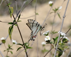 Protographium epidaus epidaus