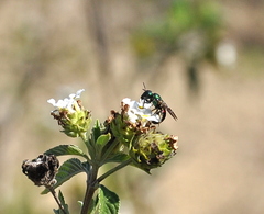 Ceratina eximia